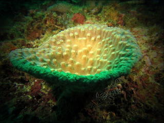 Fauna submarina