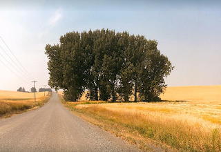 Waukon trees