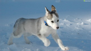 Piesek-siberian-nieg-szczeniak-husky