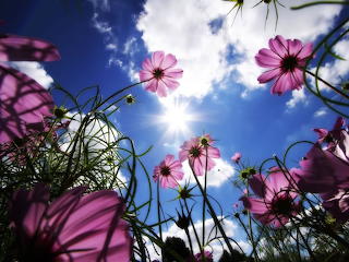 Bloemen