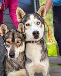 Dogs