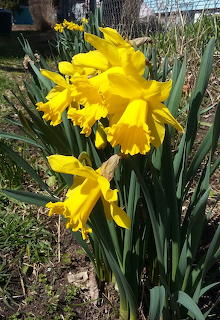 Daffodils