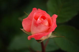Rózsa