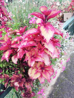 Fleurs