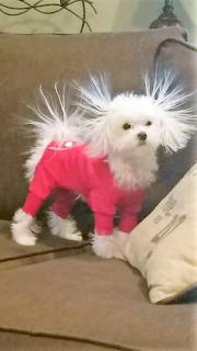static dog