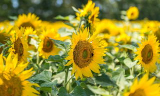 Sunflowers field