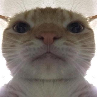 Swag cat BOI