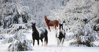 Quarter Horses in the Snow (2 are Overo)