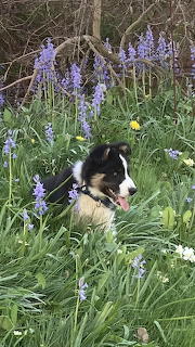 Bluebell puppy