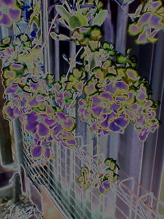 odd colour