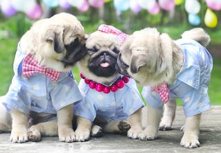 Pug Kisses