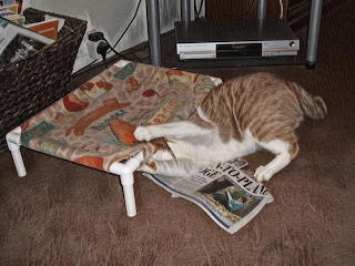 Caturday Art Flynn 30.03.24
