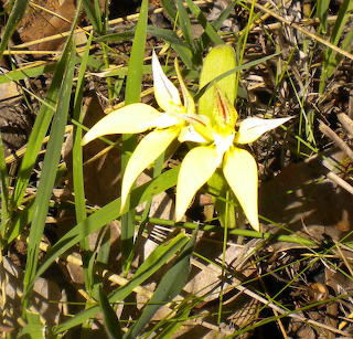 Wild Flowers