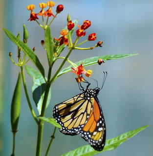 Monarch Butterfly