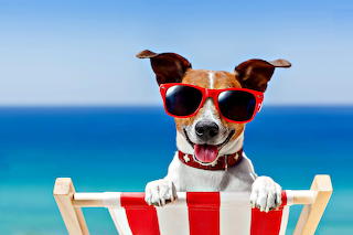 Summer dog