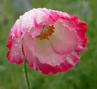 fleurs