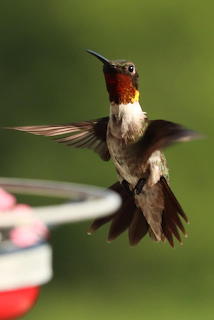 Humming Bird in Flight LDR