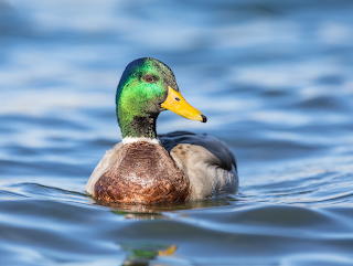 Mallard Drake