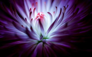 Macro