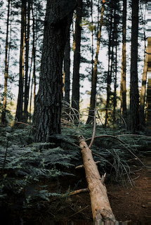 Bosque Templado