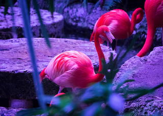 Tony Reid Flamingoes