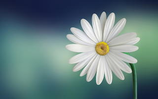 Chamomile