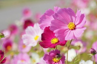 秋桜