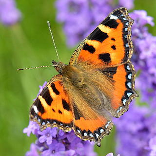 Butterfly...
