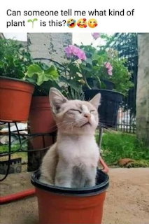 What kind of plant is that?