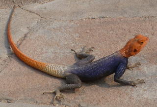 Agama Lizard Twyfelfontein Namibia