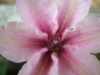 Clematis