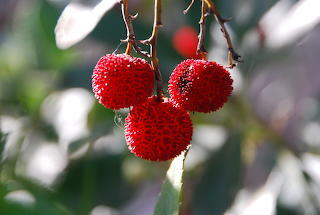 Arbutus-unedo 'Elfin-King' - JC Rauslton Arboretum