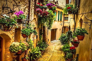 Flowers on street