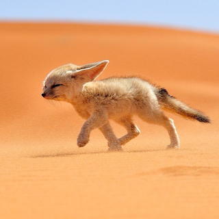 animales