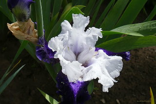 Iris