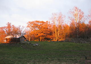 Autumn light