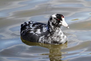 Leucistic Coot by Bill Cameron