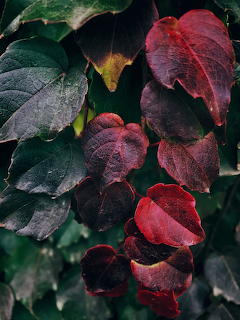 Foglie d-autunno