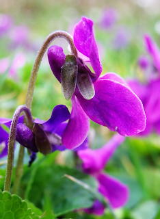 Violette