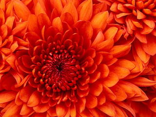 Dahlia