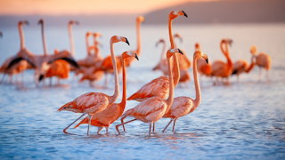 Flamingo Flock