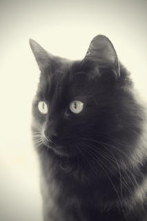 Negrito