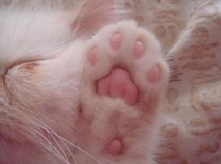 Kitten Paw