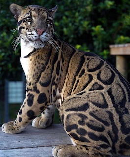 Felino