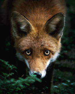 Animals NET
