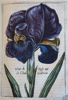 Cabinet des fleurs de jean Franeau 11615 (1)