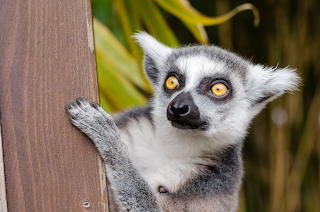 Scared lemur