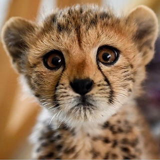 Felines