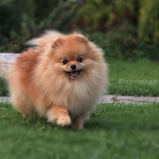 CÃES