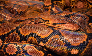 Snake